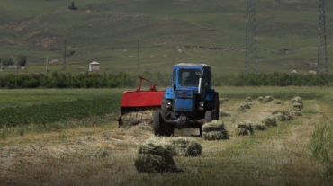 Շիրակի մարզի ցածրադիր տարածքների խոտհարքներում խոտհունձը մեկնարկել է