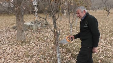 «Ամեն ծառ մի զինվոր է». 60-ամյա քաշաթաղցի այգեգործը Շիրակի մարզի Թորոսգյուղի այգին է մշակում