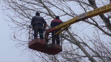 Գյումրիում ծառերի խոր էտ է կատարվում