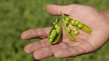 Ալերգոլոգն ասել է, թե ով չպետք է ոլոռ ուտի