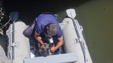 Փրկարարները շանը դուրս են բերել ջրանցքից