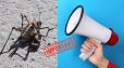 Գեղարքունիքում նախատեսվում են ծղրիդների դեմ համալիր պայքարի քիմիական միջոցառումներ. Էկոնոմիկայի նախարարությունը զգուշացնում է